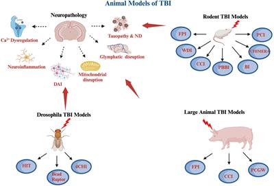 An overview of preclinical models of traumatic brain injury (TBI): relevance to pathophysiological mechanisms